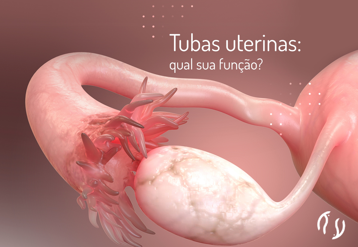 Tubas uterinas: qual sua função?